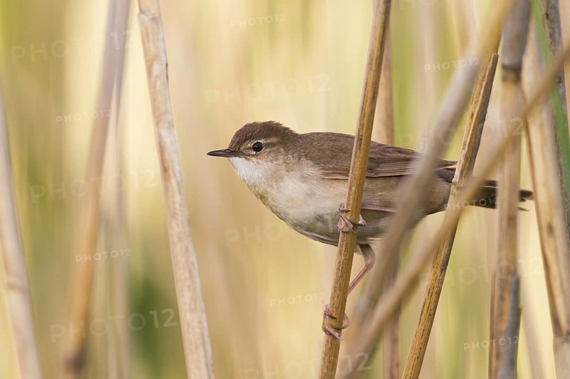 Savi's Warbler (Locustella luscinioides), Vorarlberg, Austria