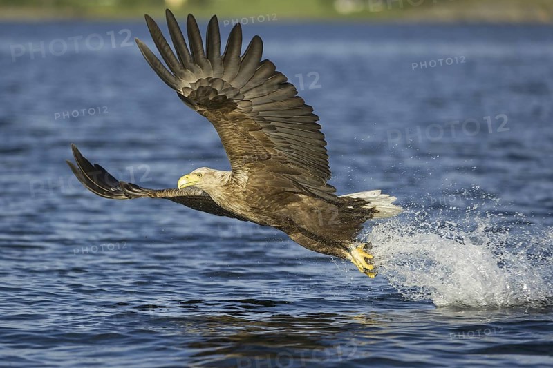 White-tailed Eagle (Haliaeetus albicilla) flying, Nord-Trondelag, Norway