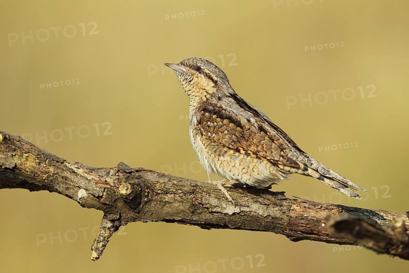 Eurasian Wryneck (Jynx torquilla), Baden-Wuerttemberg, Germany