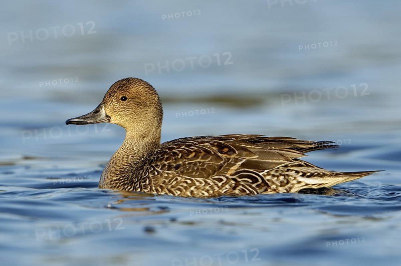 Northern Pintail (Anas acuta) female, British Columbia, Canada