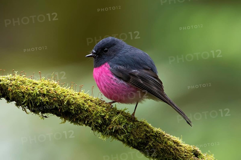 Pink Robin (Petroica rodinogaster) male perched on a mossy branch, Victoria, Australia