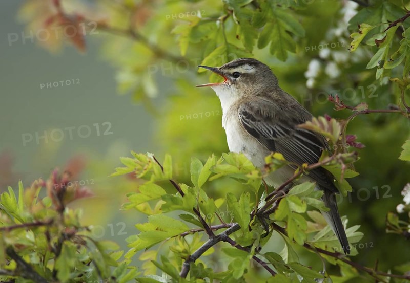 Sedge Warbler (Acrocephalus schoenobaenus) singing, Schleswig-Holstein, Germany