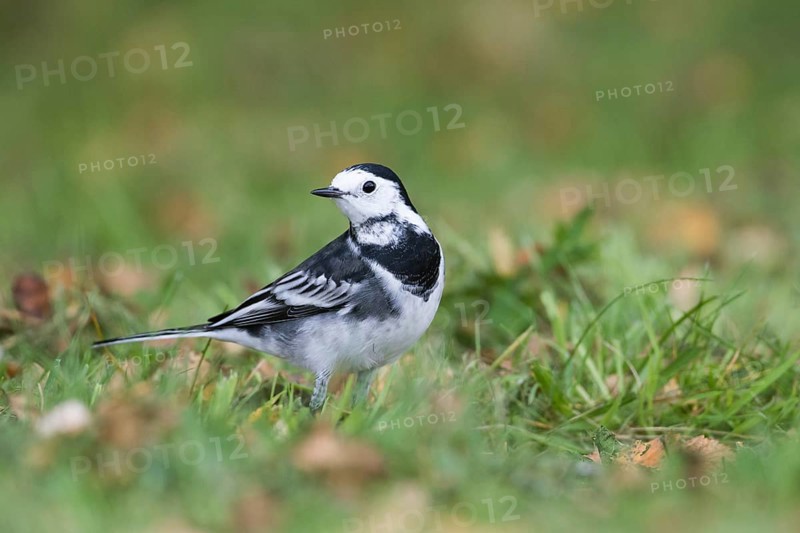 Pied Wagtail - Trauerbachstelze - Motacilla alba ssp. yarelli, Great Britain