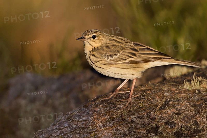 Tree Pipit - Baumpieper - Anthus trivialis ssp. trivialis, Germany