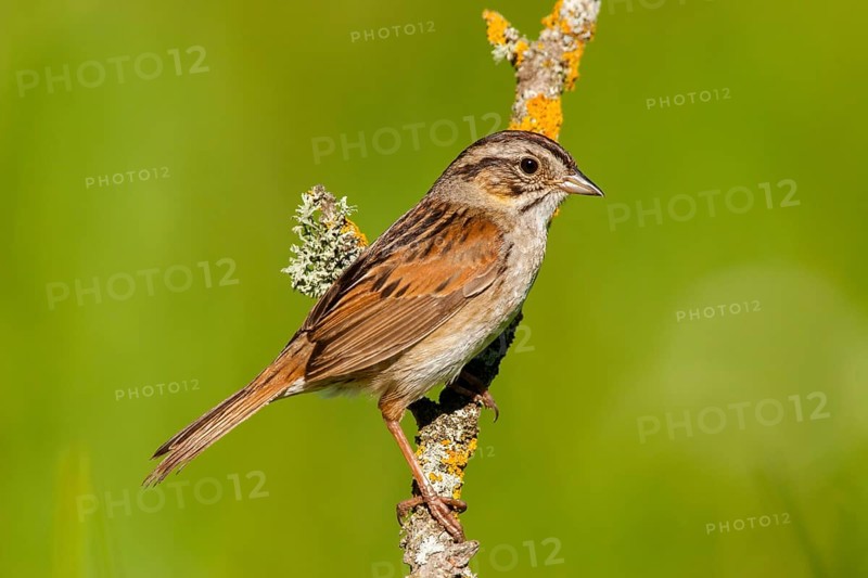 Swamp Sparrow Melospiza georgiana Tamarack, Aitken County, Minnesota, United States 18 June Adult Emberizidae