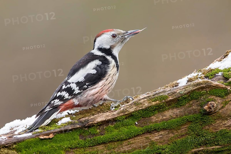 Middle Spotted Woodpecker (Dendrocoptes medius) climbing up old mossy tree trunk, Poland