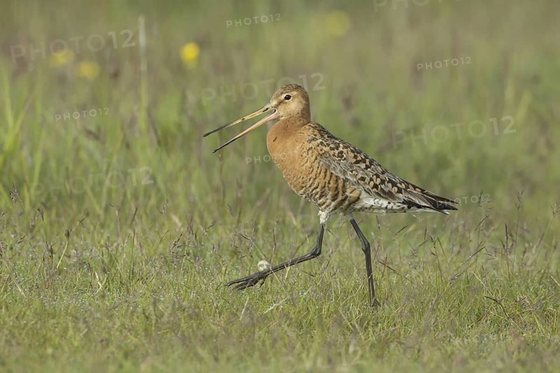 Black-tailed Godwit (Limosa limosa) calling, Iceland