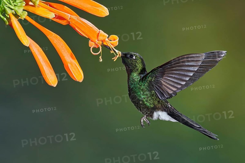 Tourmaline Sunangel (Heliangelus exortis) flying while feeding on flower nectar, Ecuador