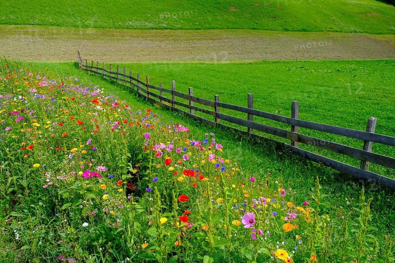 Wildflower meadow, Sesto, Dolomites, Val Pusteria, South Tyrol, Italy