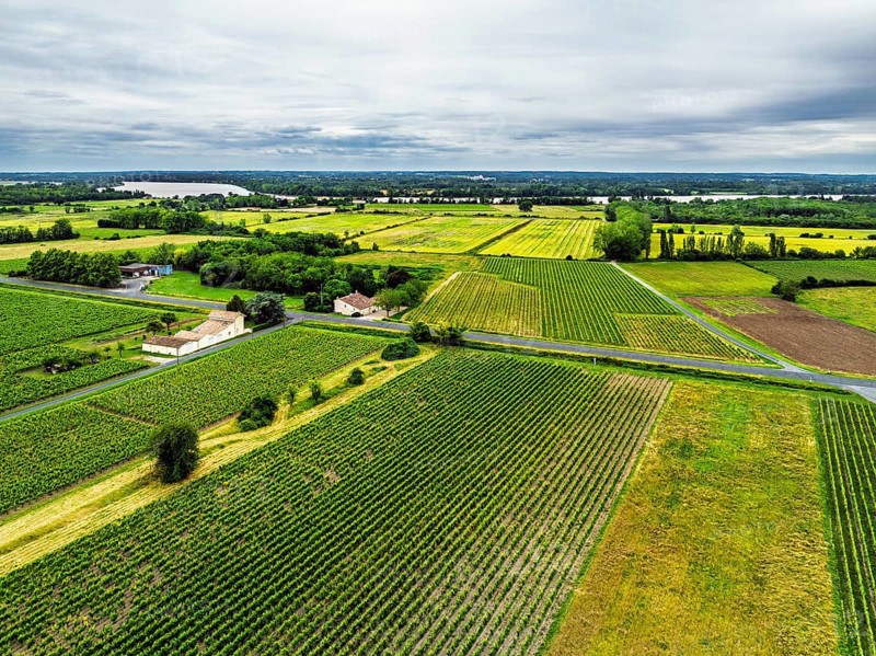 Grape fields around Castle of La Riviere, Vineyard Chateau de La Riviere from a drone, Bordeaux, France