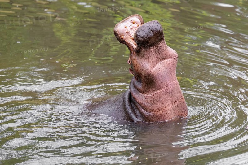 An adult male hippopotamus (Hippopotamus amphibius) shows aggression and defends its territory