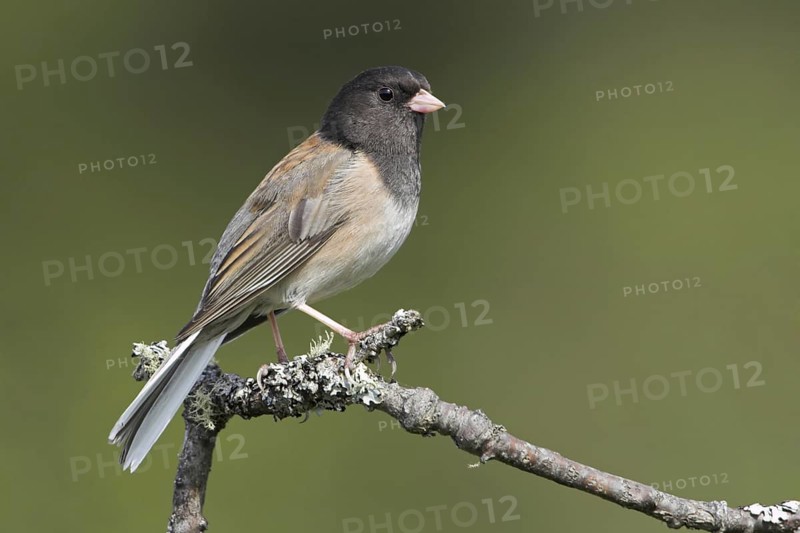 Oregon Junco (Junco hyemalis oreganus), British Columbia, Canada