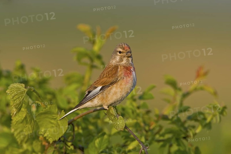 Bluthänfling (Acanthis cannabina) Linnet, male
