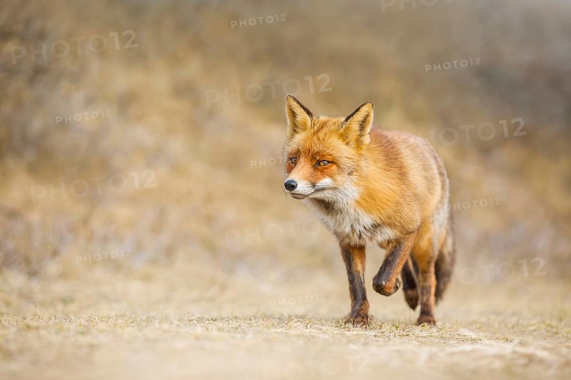Rotfuchs, Vulpes vulpes Red Fox, Vulpes vulpes