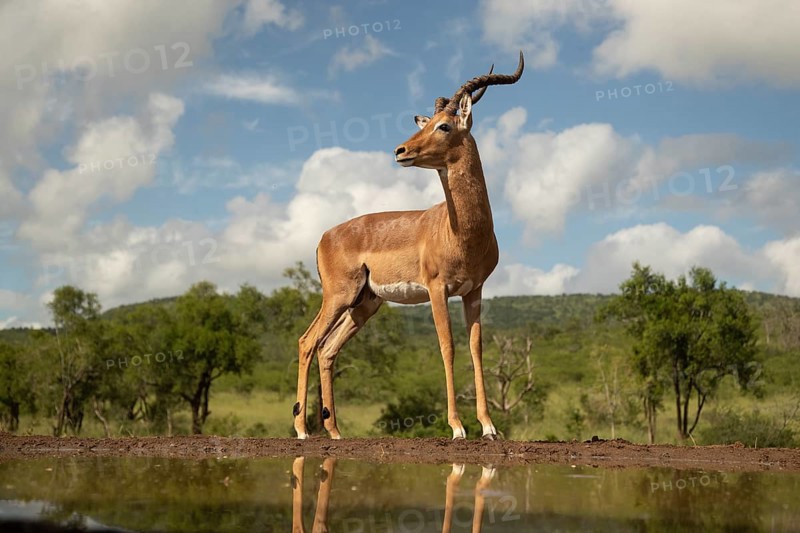 Impala (Aepyceros melampus) buck at waterhole, Kruger National Park, South Africa