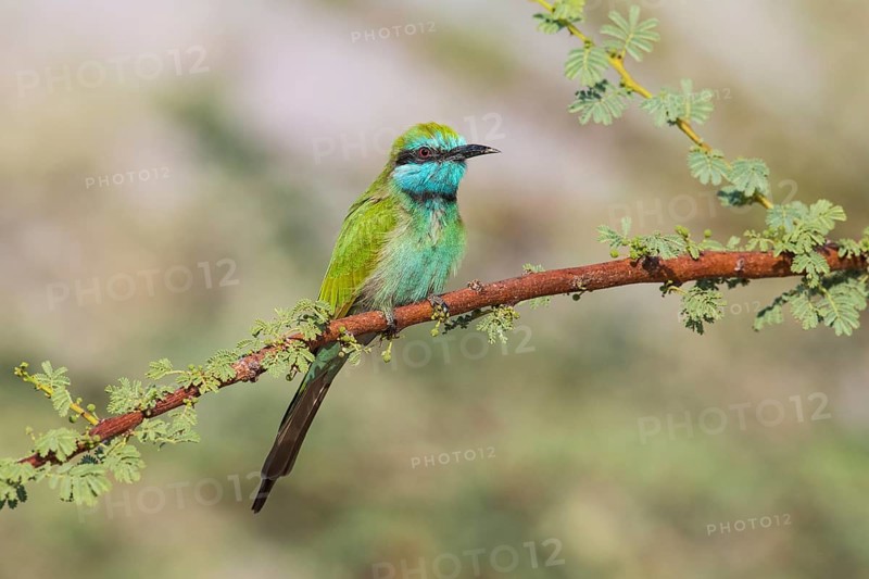 Green Bee-eater (Merops orientalis), Eilat, Israel