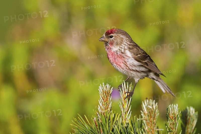 Lesser Redpoll (Acanthis cabaret) male, Vorarlberg, Austria