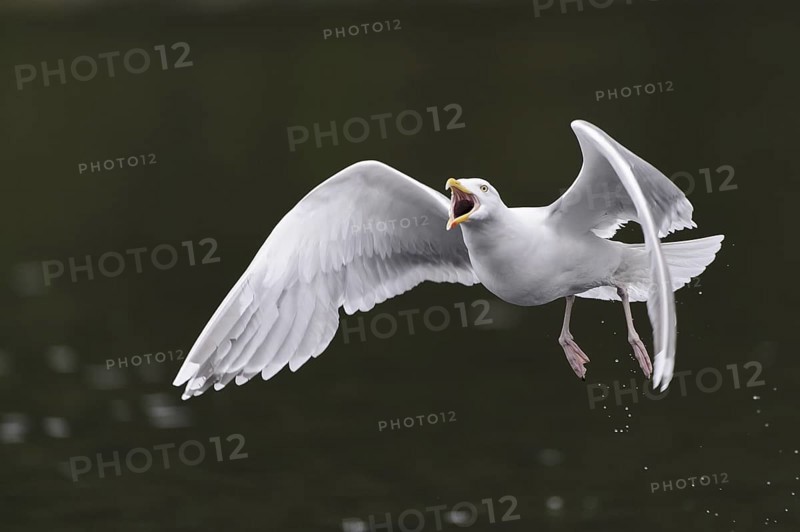 European Herring Gull (Larus argentatus) flying, Nord-Trondelag, Norway
