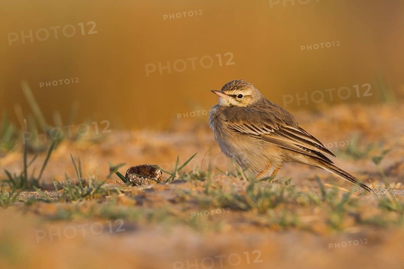 Tawny Pipit - Brachpieper - Anthus campestris, Oman