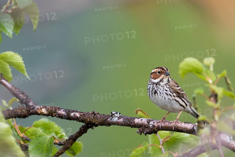 Little Buntint - Zwergammer - Emberiza pusilla, Russia