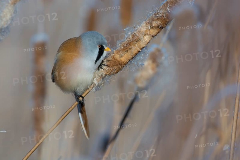 Bearded Reedling (Panurus biarmicus) male feeding on cattail seed, Thuringia, Germany