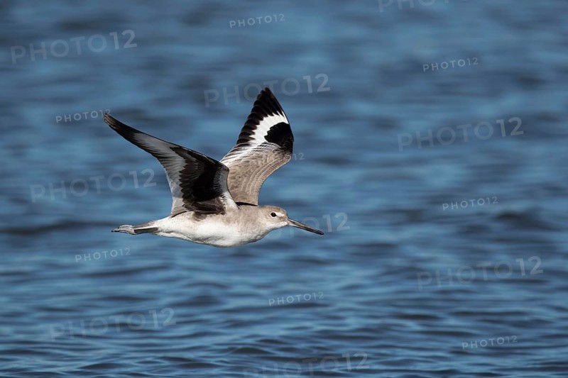 Willet (Tringa semipalmata inornata) flying, Santa Rosa, Guatemala