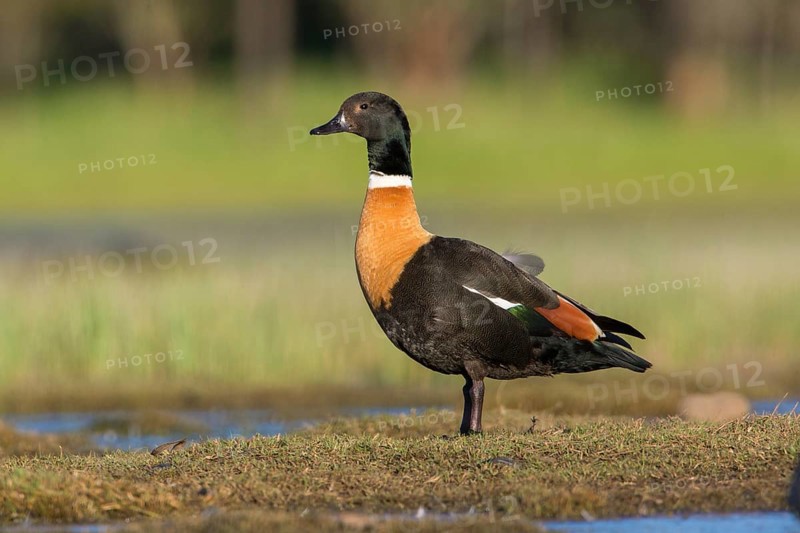 Australian Shelduck (Tadorna tadornoides) male, Victoria, Australia