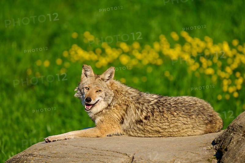 A relaxed coyote lies on a rock with green grass and yellow flowers in the background, Coyote (Canis latrans), Spring, France
