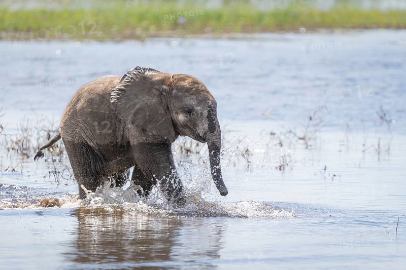 Elephant calf (Loxodonta africana calf) playing in water. Baby happily splashing water in the river. Chobe International Park, Botswana