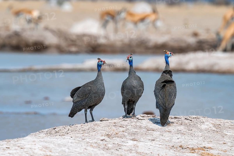Helmeted guinea fowl (Numida meleagris), three animals at the waterhole, Nxai Pan National Park, Botswana