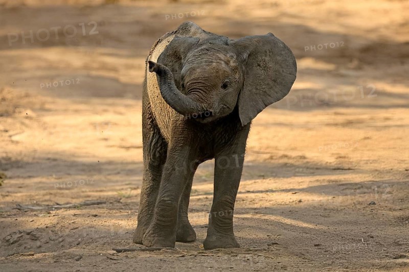 African elephant (Loxodonta africana), young animal, sniffing, trunk, dried up riverbed, Kruger, Kruger National Park, South Africa