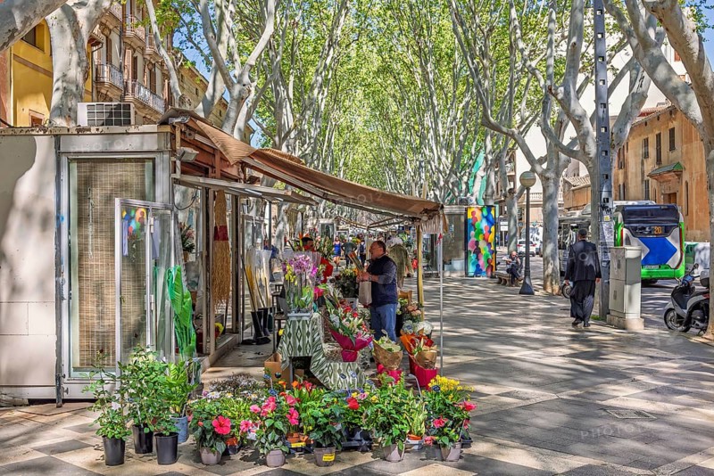 La rambla in Palma de Mallorca a attractive tree lined boulevard with fresh flower market and walking people, Palma de Mallorca, Mallorca, Spain