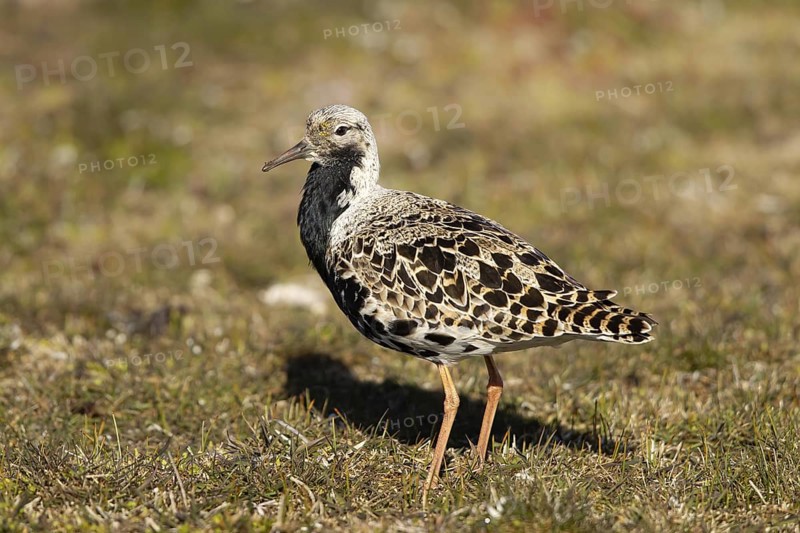 Ruff (Calidris pugnax) male, Smaland, Sweden