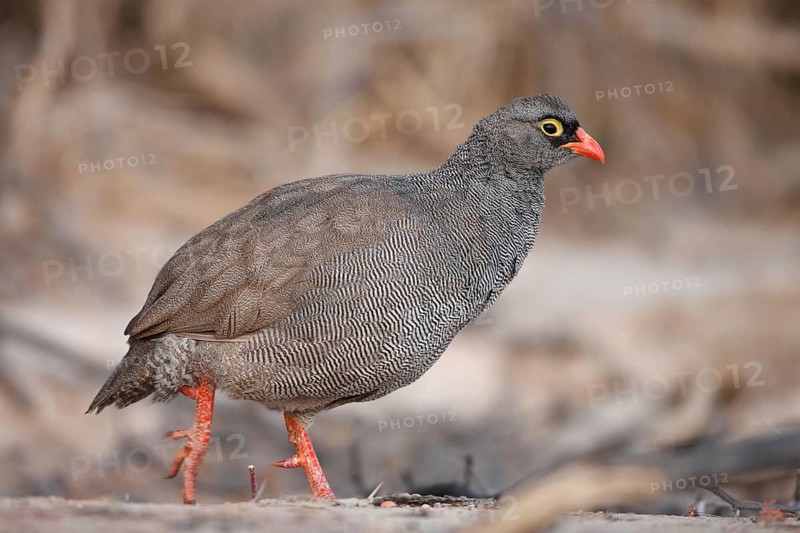Red-billed Spurfowl (Pternistis adspersus), Namibia