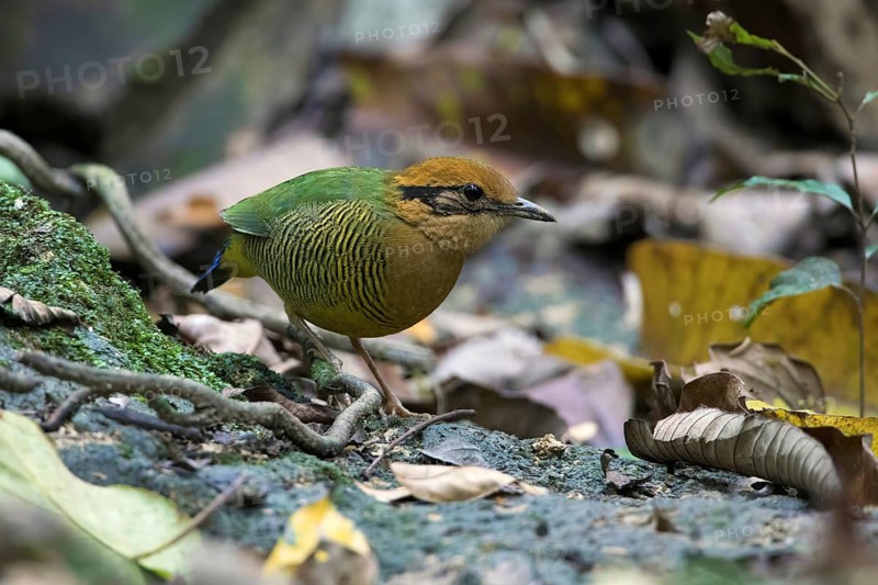 Bar-bellied Pitta (Hydrornis elliotii) female perched on the ground, Cuc Phuong, Vietnam