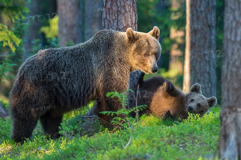 Eurasian Brown Bear (Ursus arctos) mother with cubs in forest, Finland