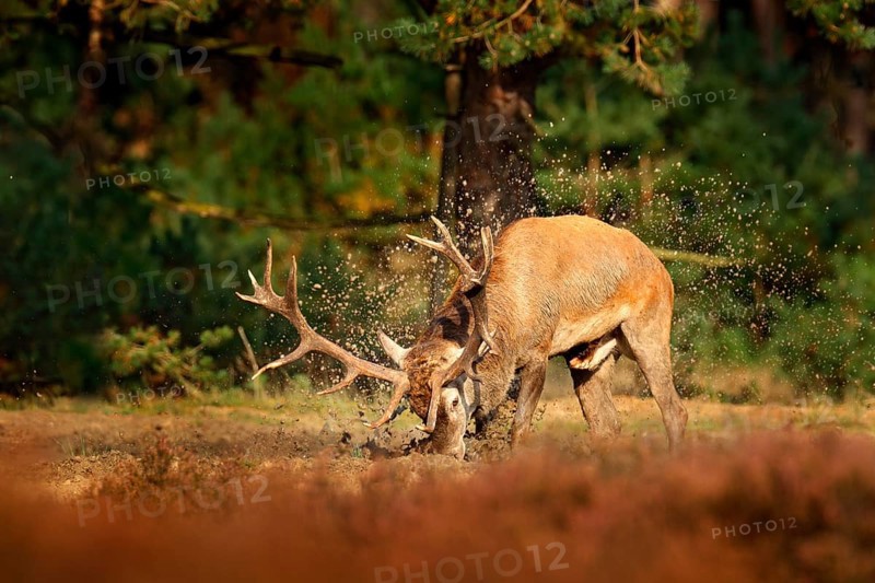 Red deer, rutting season, mud clay water bath. Deer stag, bellow majestic powerful adult animal outside wood, big animal in forest habitat, Wildlife scene, nature. Heath Moorland, autumn behaviour
