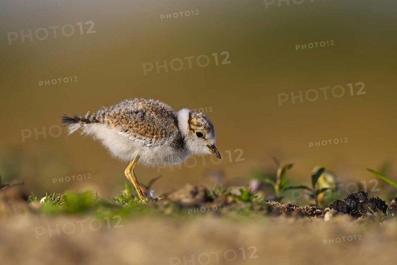 Little Ringed Plover (Charadrius dubius) chick, North Rhine-Westphalia, Germany
