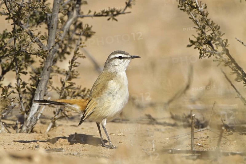 Kalahari Scrub Robin (Cercotrichas paena), Northern Cape, Kgalagadi Transfrontier Park, South Africa