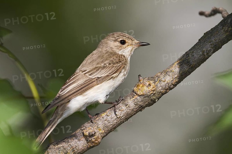 Spotted Flycatcher (Muscicapa striata), Burgenland, Austria