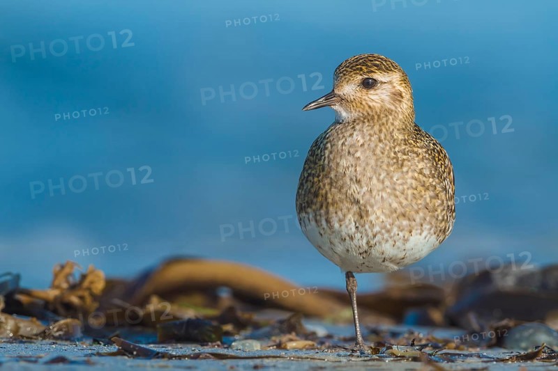 Goldregenpfeifer, Pluvialis apricaria European Golden Plover, Pluvialis apricaria
