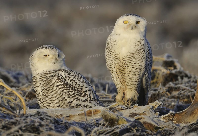 Snowy Owl (Bubo scandiacus), British Columbia, Canada