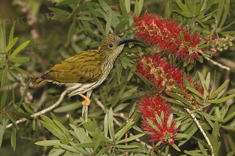 Streaked Spiderhunter (Arachnothera magna), Fraser's Hill, Malaysia