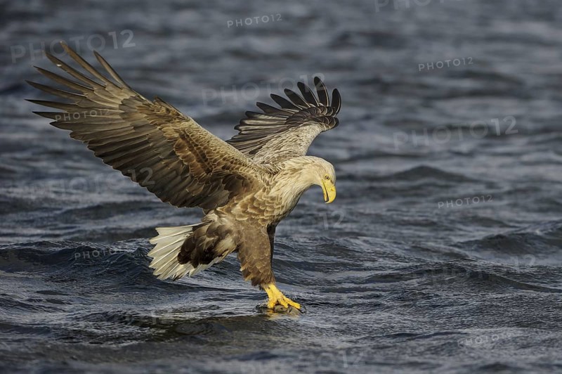 White-tailed Eagle (Haliaeetus albicilla) flying, Nord-Trondelag, Norway