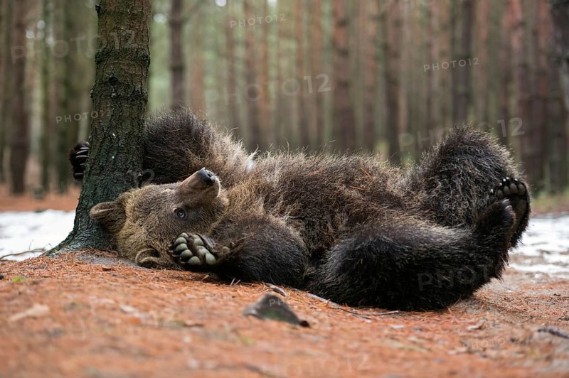 It itches... European brown bear (Ursus arctos) turns on its back, scrubs, scratches itself, visibly concentrated, still playful, rather young bear, in the background snow remains announce the approaching spring, series of funny animal pictures, native nature, Central Europe