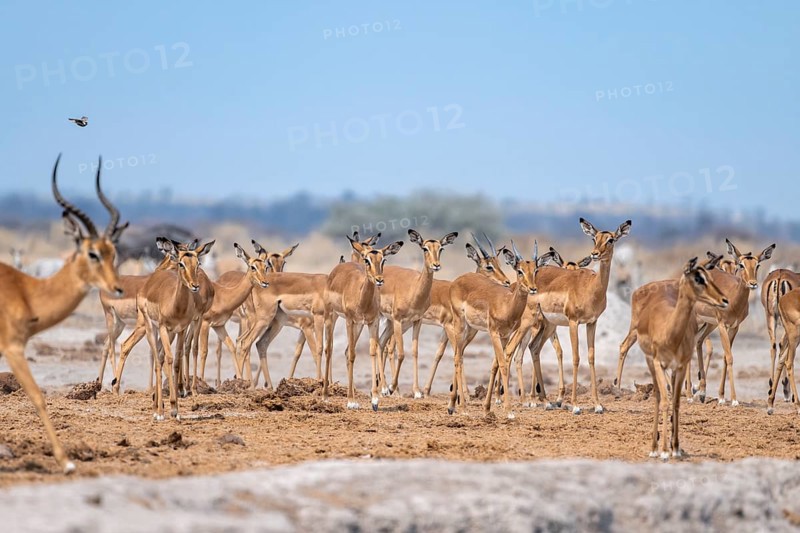 Herd of impala (Aepyceros melampus) at a waterhole, black heeler antelope, Nxai Pan National Park, Botswana