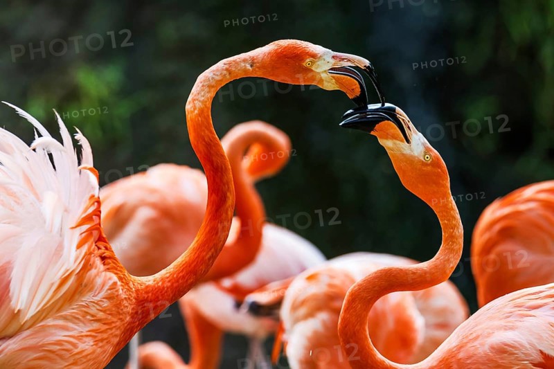 American flamingo, Phoenicopterus ruber, group of birds