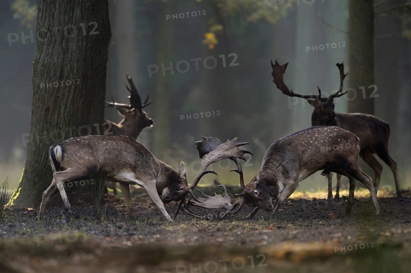 Rivals... Fallow deer (Dama dama), fight of the fallow deer, fallow deer on their rutting ground, rutting arena deep in the forest, rank fight, fallow deer rutting, atmospheric autumn picture, native nature, Münsterland, North Rhine-Westphalia, Germany, Western Europe