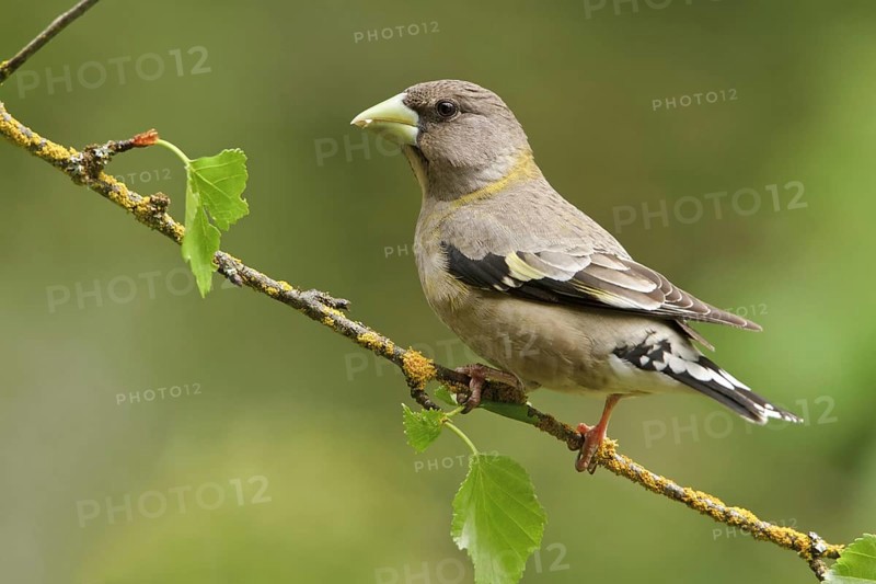 Evening Grosbeak (Hesperiphona vespertina) female, British Columbia, Canada