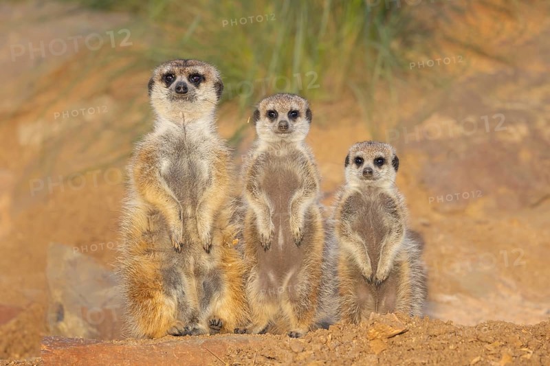 Meerkat (Suricata suricatta) family standing upright next to each other in rocky desert, Castile-La Mancha, Spain